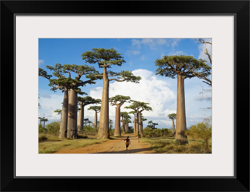 Madagascar, Toliara, Morondava, Baobab trees