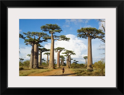 Madagascar, Toliara, Morondava, Baobab trees