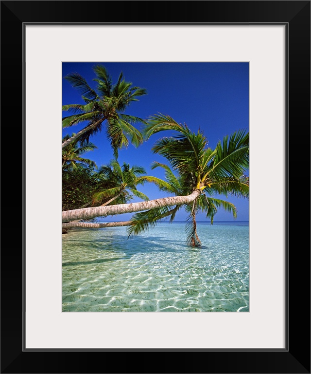 Maldives, Male Atoll, Thuru, Tropics, Indian ocean, Palms