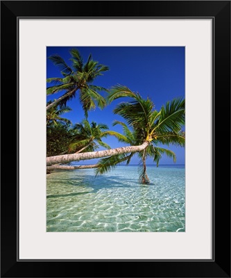 Maldives, Male Atoll, Thuru, Tropics, Indian ocean, Palms