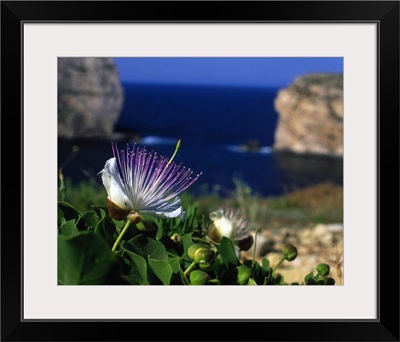 Malta, Gozo, Dwejra bay, capers and flowers