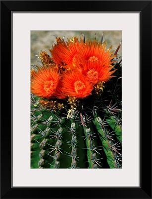 Mexico, Baja California Sur, Loreto, In bloom cactus