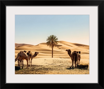 Morocco, Erg Chebbi Desert, Merzouga, Camels And Palm Tree In The Dunes, Morning Light