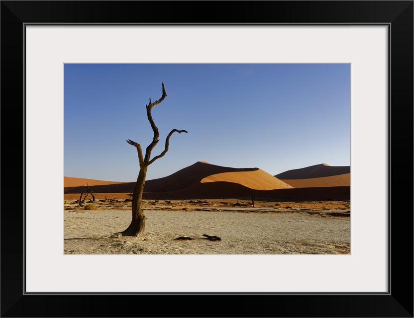 Namibia, Hardap, Sossusvlei, Namib-Naukluft National Park, Dead camel thorn tree (Vachellia erioloba) and dunes in the Dea...