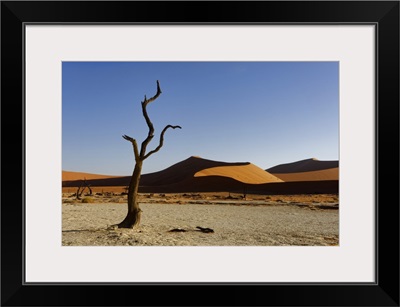 Namibia, Hardap, Dead Camel Thorn Tree And Dunes In The Deadvlei