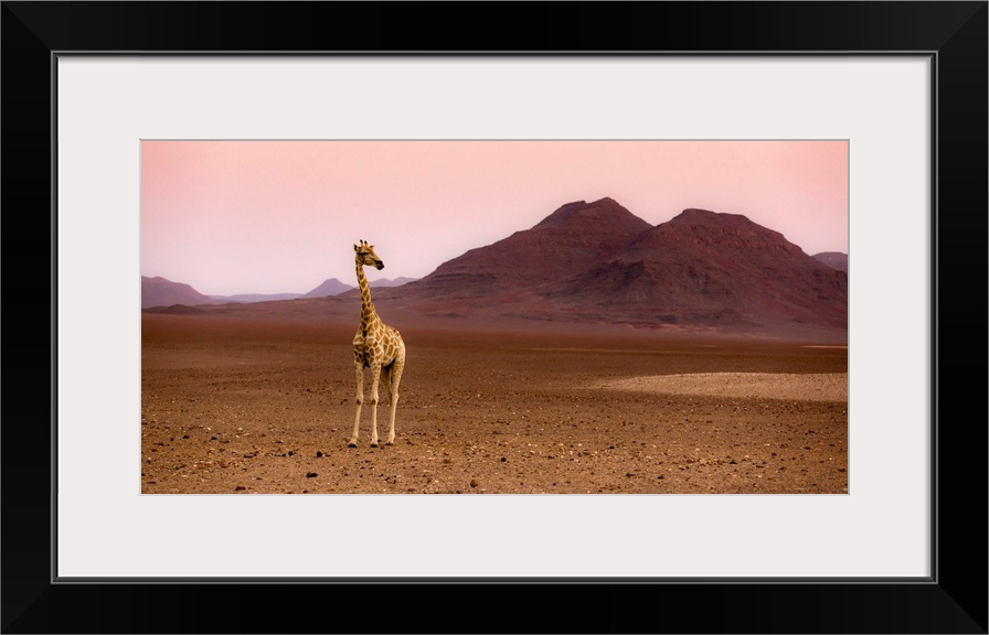 Namibia, Kunene, Etosha National Park, Desert giraffe at sunrise from Purros in an extra-terrestrial landscape.