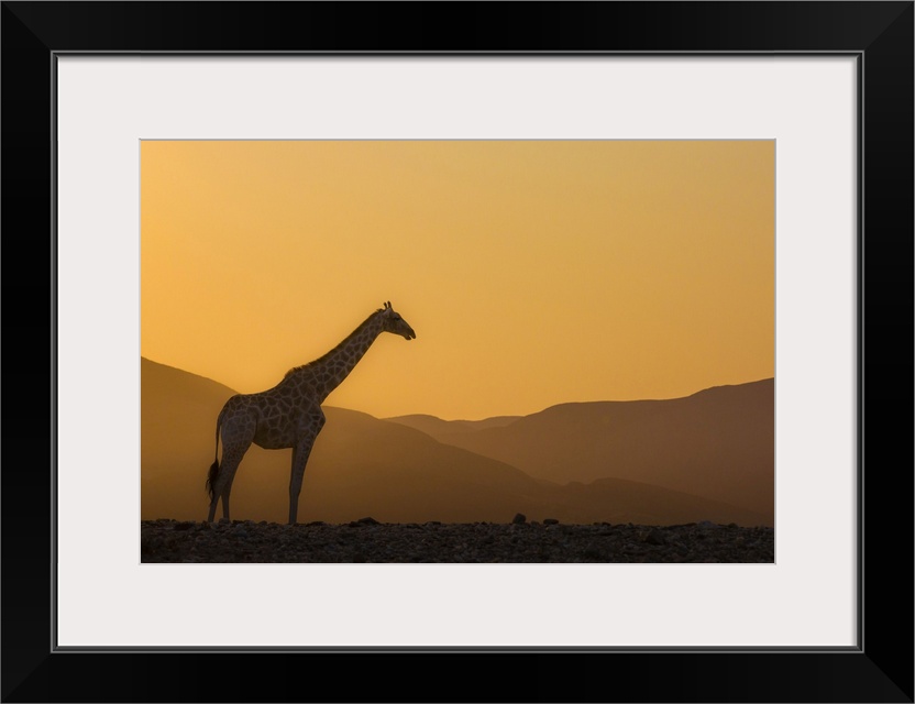 Namibia, Kunene, Etosha National Park, Desert giraffe at sunrise in Purros