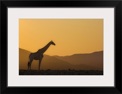 Namibia, Kunene, Etosha National Park, Desert Giraffe At Sunrise In Purros