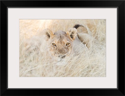 Namibia, Kunene, Etosha National Park, Lion In The Bush
