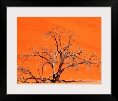 Namibia, Namib Dessert, Namib Naukluft Park, Sossusvlei Dunes, tree