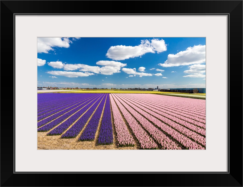 Netherlands, South Holland, Lisse, Hyacinth fields near Keukenhof.