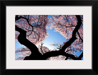 New Jersey, Cherry blossom tree