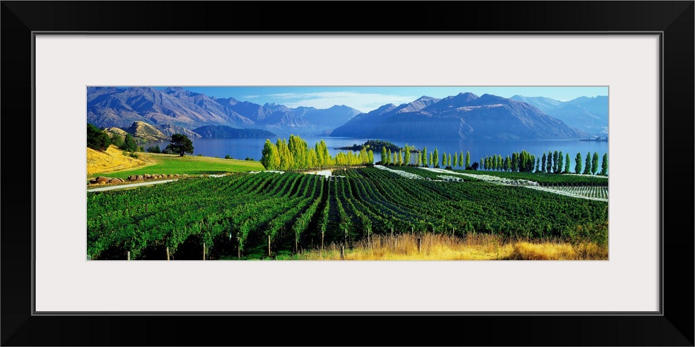 New Zealand, South Island, Lake Wanaka, Rippon vineyards