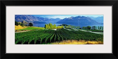 New Zealand, South Island, Lake Wanaka, Rippon vineyards