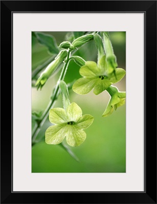Nicotiana flower