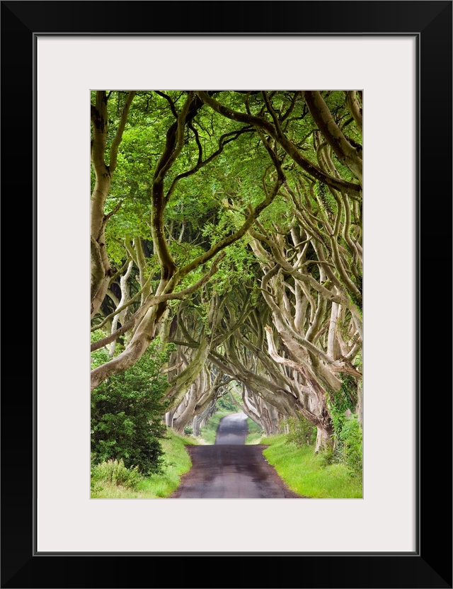 United Kingdom, UK, Northern Ireland, Antrim, Dark Hedges