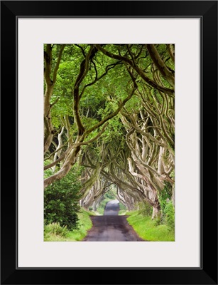 Northern Ireland, Antrim, Dark Hedges