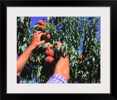 Peach-harvesting