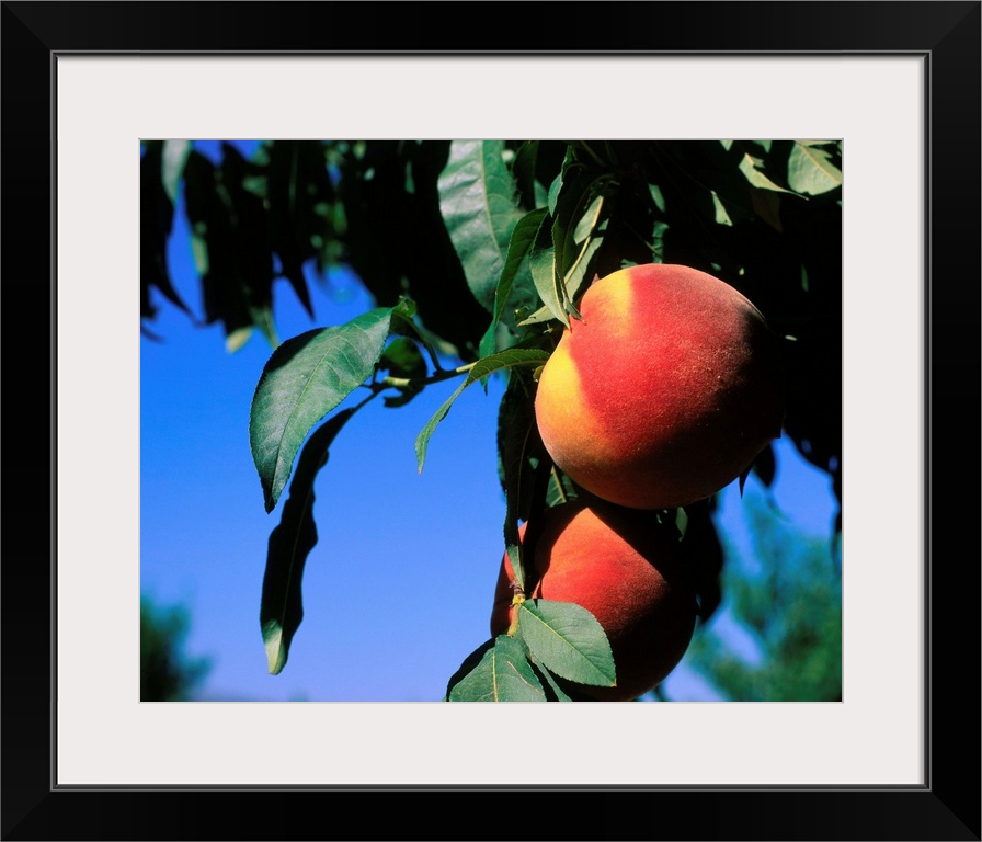 Peaches on tree