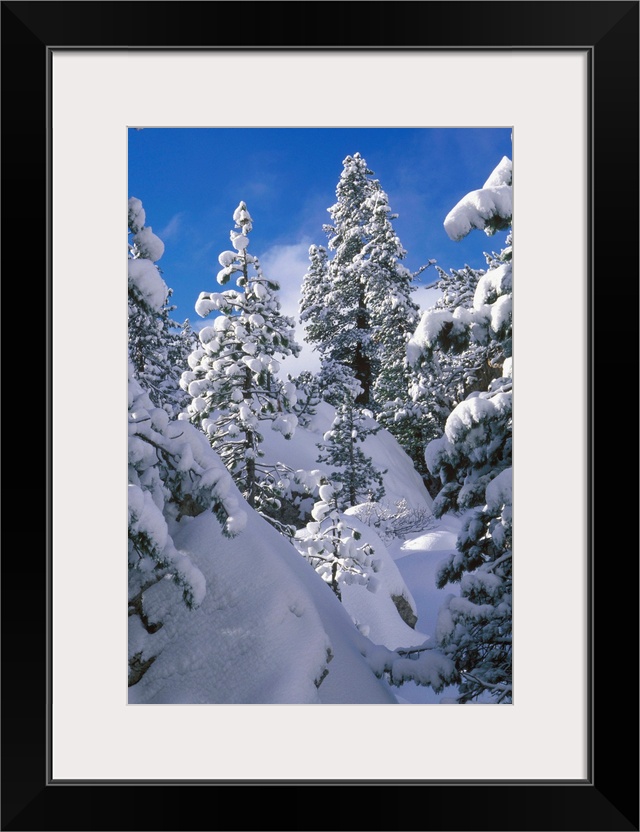 Pine tree, Val di Fassa, pine tree