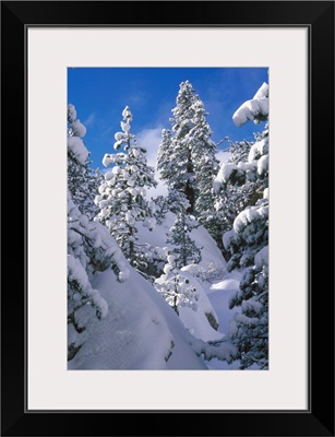 Pine tree, Val di Fassa, pine tree