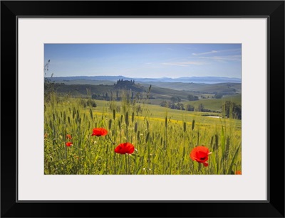 Poppies in a field, Italy, Tuscany, San Quirico d'Orcia, Casolare belvedere