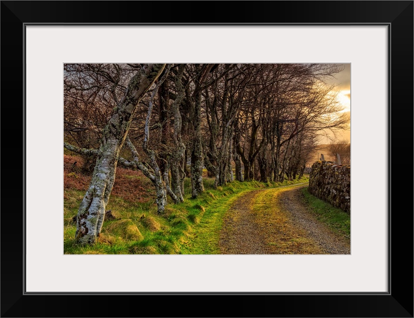 UK, Scotland, Great Britain, Inner Hebrides, Isle of Skye, Trees near Neist Point.