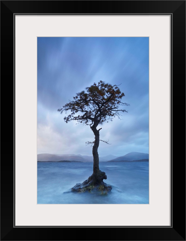 UK, Scotland, Great Britain, Highlands, Trossachs National Park, Loch Lomond, Scot pine growing out from the lake.