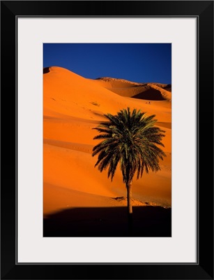 Single tree and dunes