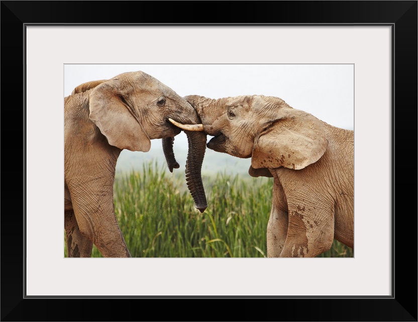 South Africa, Western Cape, Port Elizabeth, Addo Elephant National Park, Young bull elephants greet each other at the wate...