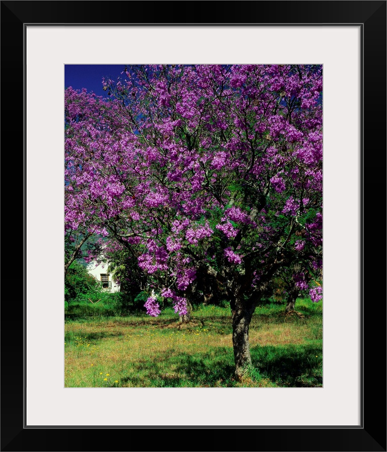 South Africa, Cape Peninsula, Jacaranda tree