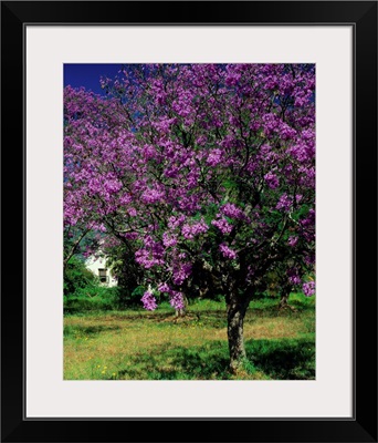 South Africa, Cape Peninsula, Jacaranda tree