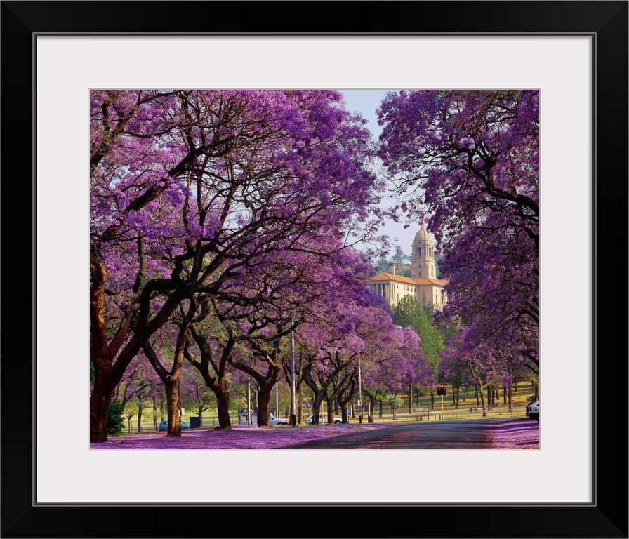 South Africa, Gauteng, Pretoria, Union Building and Jacaranda trees