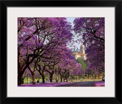 South Africa, Gauteng, Pretoria, Union Building and Jacaranda trees