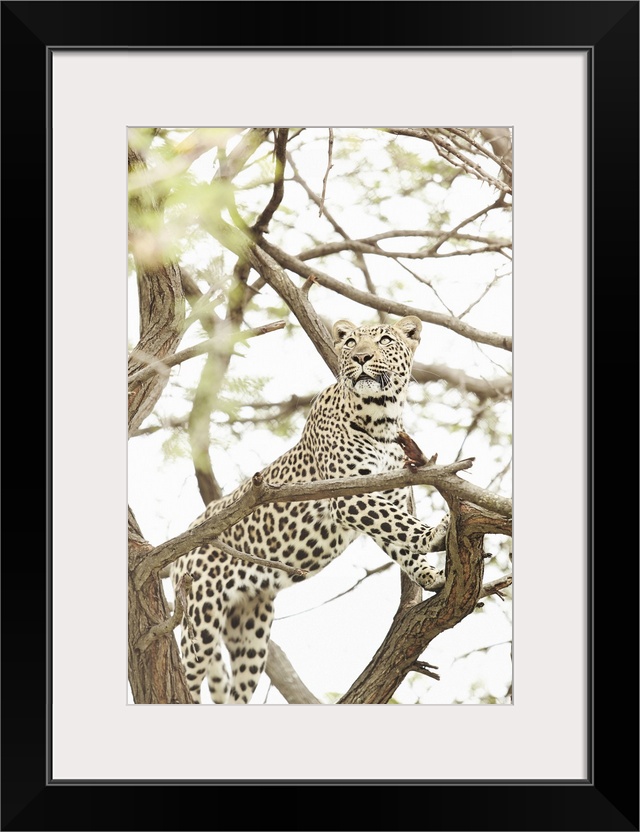 South Africa, Mpumalanga, Kruger National Park, Leopard at the Moholoholo Wildlife Rehabilitation Center