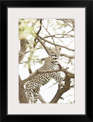 South Africa, Kruger National Park, Leopard At The Moholoholo Wildlife Rehab Center