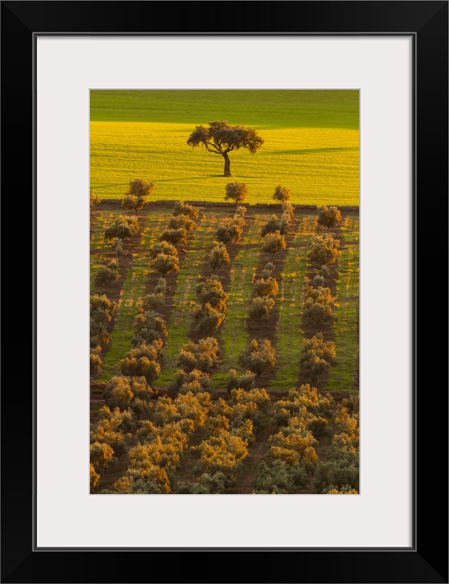 Spain, Extremadura, Badajoz district, La Serena, Dehesa, the typical Spanish savanna of oaks trees