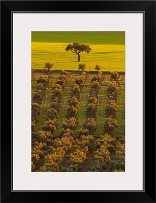 Spain, Extremadura, La Serena, Dehesa, The Typical Spanish Savanna Of Oaks Trees