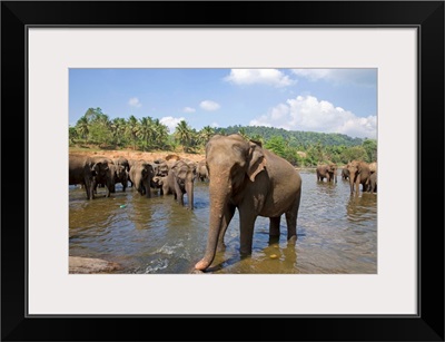 Sri Lanka, Sabaragamuwa, Pinnawala, Herd of elephants at the river