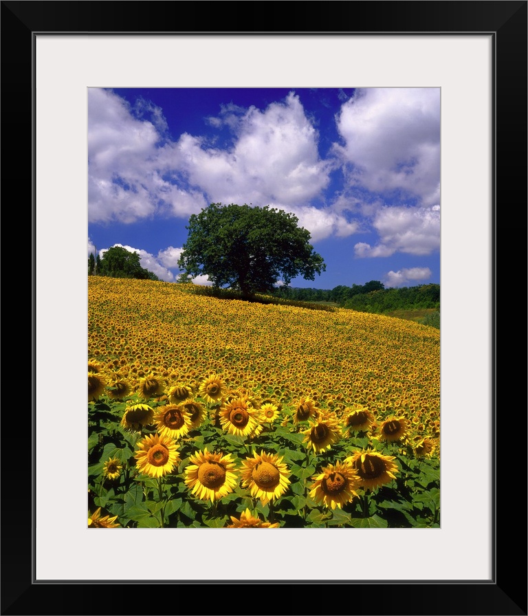 Sunflower field