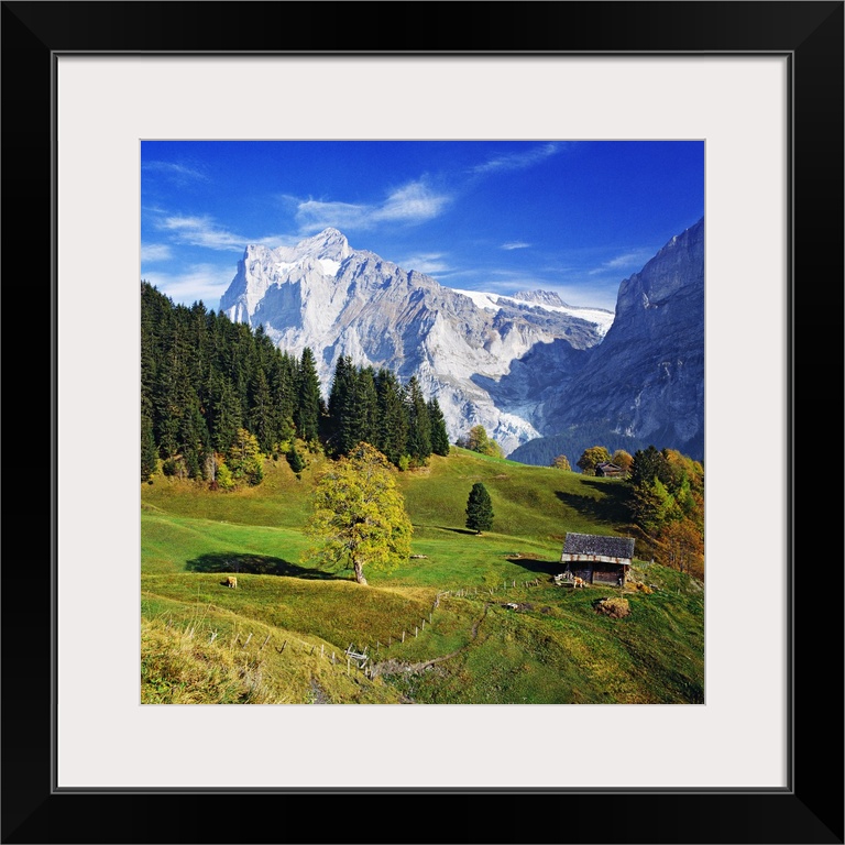 Switzerland, Bern, Berner Oberland, Grindelwald, Countryside and Wetterhorn in the background