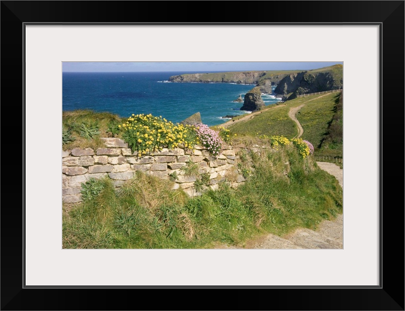 UK, England, Cornwall, Bedruthan Steps and wildflowers on the South West Coast Path