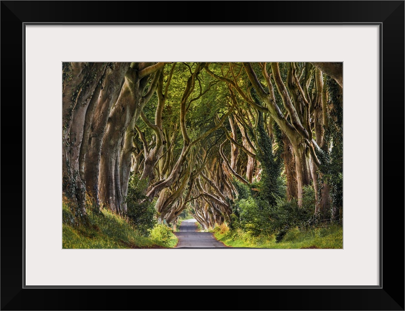 UK, Northern Ireland, Great Britain, Antrim, Dark Hedges.