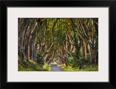 UK, Northern Ireland, Great Britain, Antrim, Dark Hedges