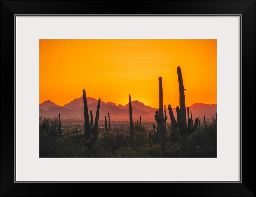 United States, Arizona, Saguaro National Monument, Saguaro National Park.