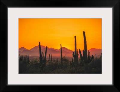 United States, Arizona, Saguaro National Monument, Saguaro National Park