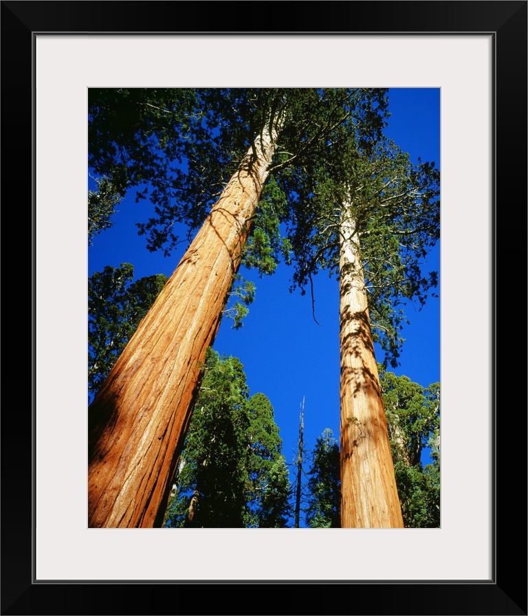 United States, California, Sequoia National Park, Giant Forest