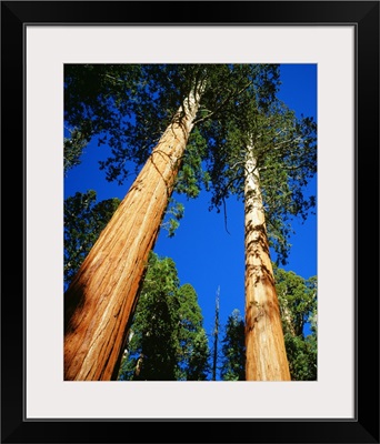 United States, California, Sequoia National Park, Giant Forest