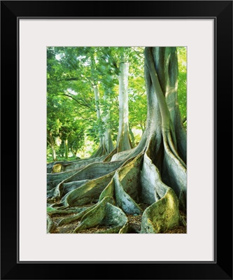 United States, Hawaii, Kauai island, Poipu Allerton Garden, giant ficus trees