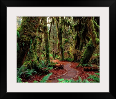 United States, Washington State, Olympic National Park, rainforest